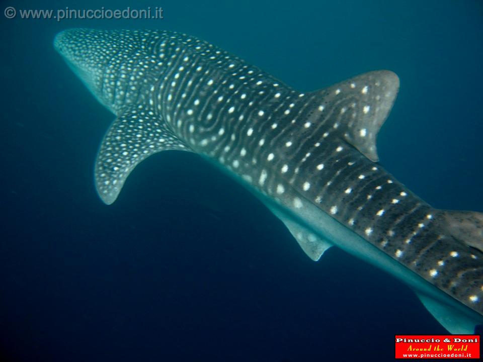 Djibouti - Whale Shark - 14.jpg